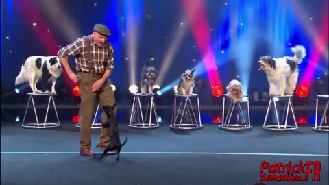 Dressage de Chiens - Le Plus Grand Cabaret Du Monde