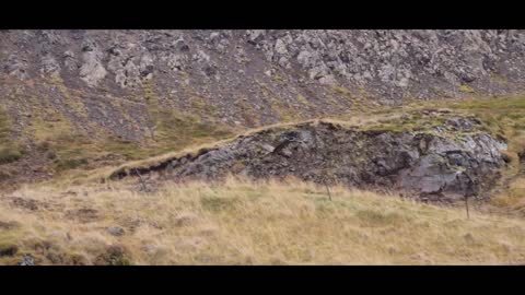 Amazing eagle and ravens flying together in Iceland