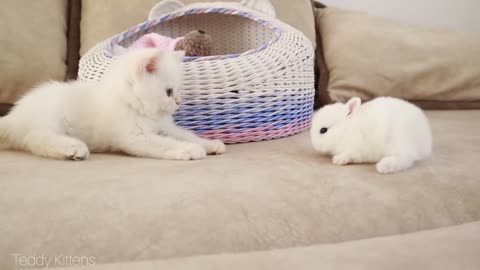 White kitten and white tiny bunnies 🐰 | It's so Сute! 🥰