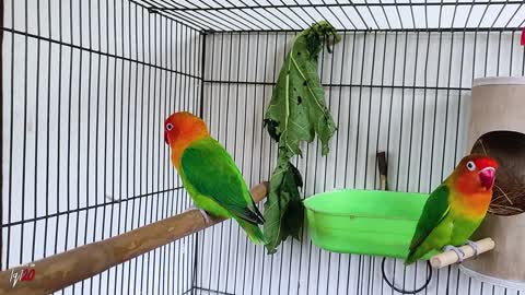 LOVEBIRD LIKE PAPAYA LEAVES?