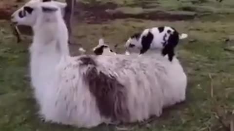 Goats at play