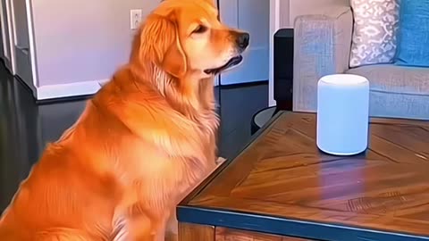 Funny pets reactions