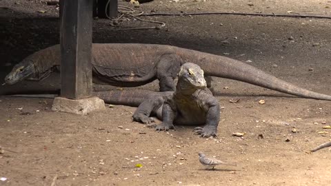 The komodo island