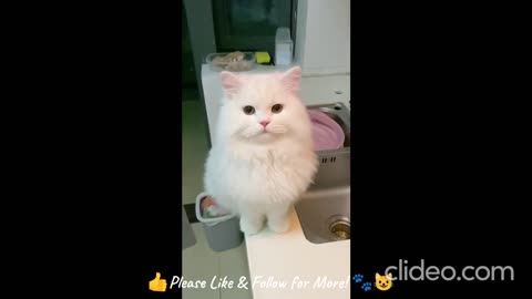 Cuteness Overload: Playtime with Our Adorable Cat 🐾"