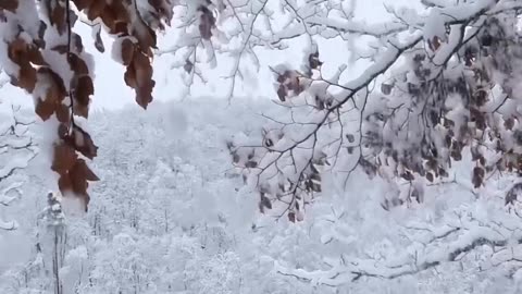 Beautiful Snow