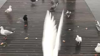 So many birds!!