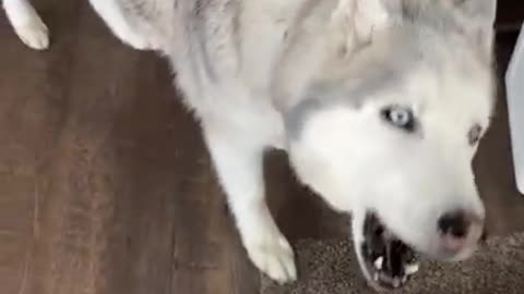 Stubborn Husky refuses to eat food with pill in it