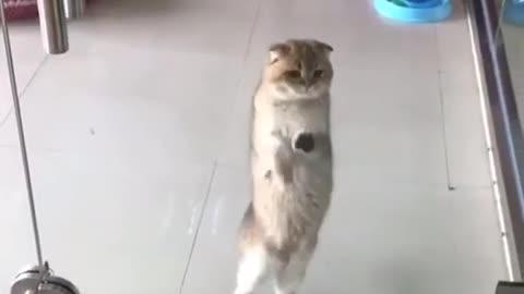 Cat dancing macarena