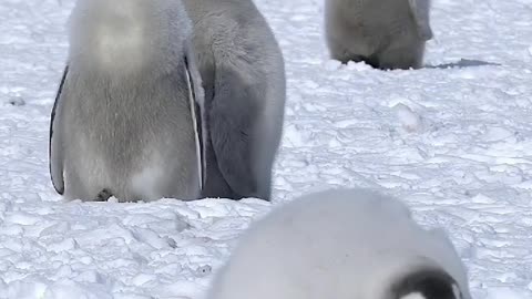 Sleeping Emperor Penguin Chicks 😴