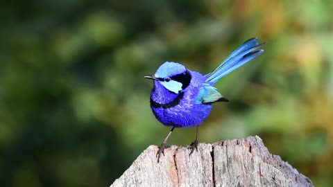 Beutiful Bird