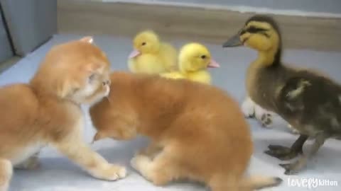 4 Tiny kittens and 3 little ducks || A Funny Time