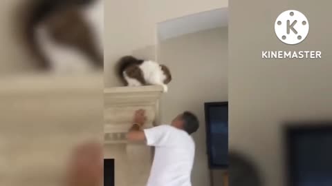 Cute cat fighting 11