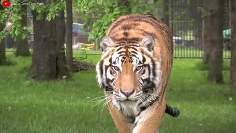 Lion VS Tiger Real Fight - Tough Creatures