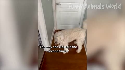 Funny DogsVideos 2023 😅👌