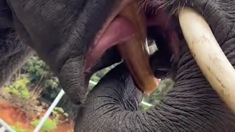 elephantfunnyvideos