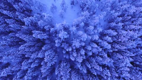 Amazing snowy forest in russia 🇷🇺 gorgeous view