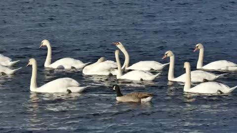 Goose swimming in the lake