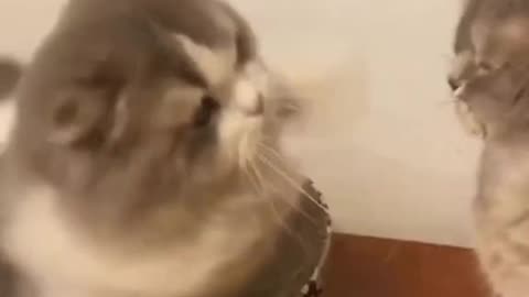 CAT ANGRY