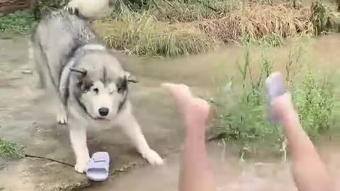 Cute dog funny video