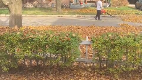 Woman Confronts Man Blowing Leaves into Her Yard