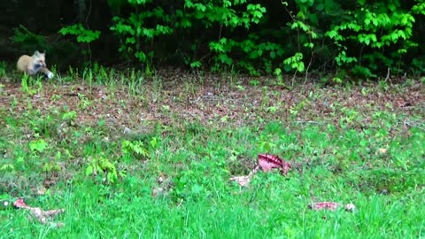 Red Fox finds roadkill ribs