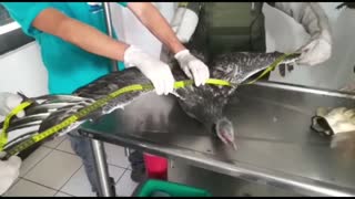 Dos aves en peligro de extinción fueron rescatadas en Bucaramanga