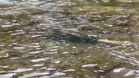 Spawning Salmon Humber River Toronto 3