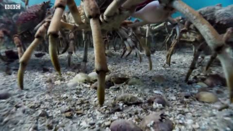 Stingray Ambushes Army Of Crabs | Blue Planet II | BBC Earth