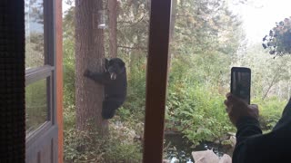 French Bulldogs Tree a Black Bear