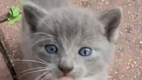 "Adorable Kitten's Sweet Meows: Guaranteed to Melt Your Heart"