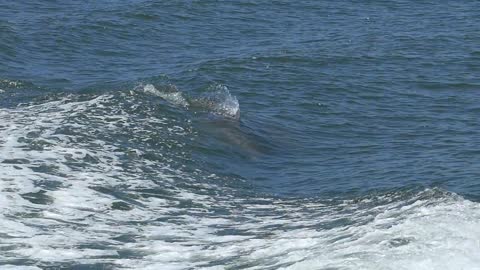 Dolphins Swimming Alabama Jumping Water Sea Ocean