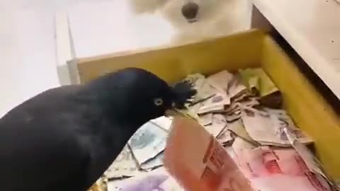 we all need a bird like this