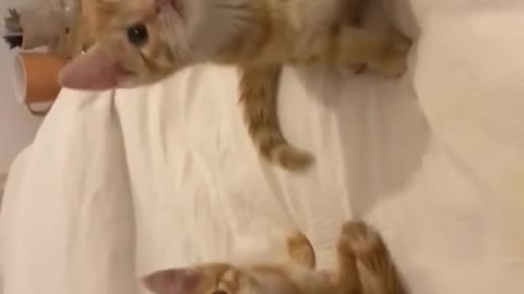 Funny Cat Videos: The best of Rumble