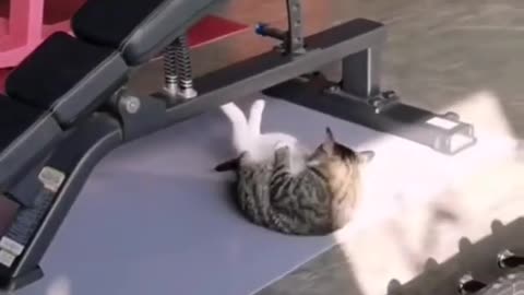 Cat Goes To The Gym And Performs Crunches