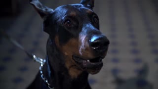 Doberman horror power 24