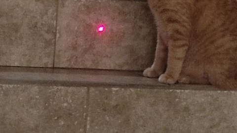 Cat and a laser pointer