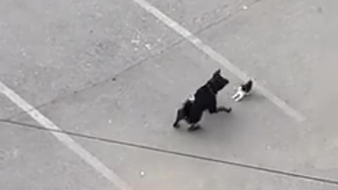 Dog VS Cat Real Fight