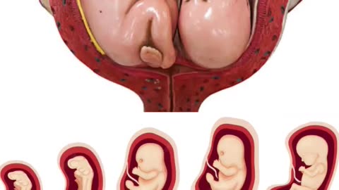 how The babies is Growing Little By Little Everyday In The Mother's Womb