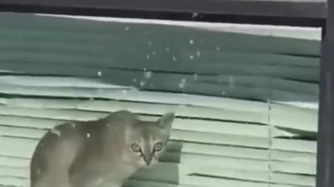 Funny Cat videos 🤣🤣🤣