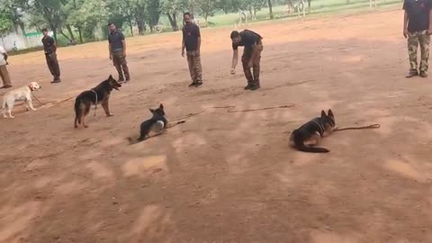 Dogs training video