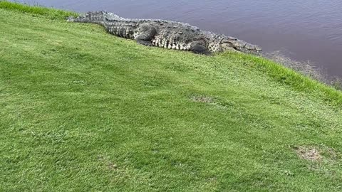 Giant Gator Makes Its Home on Florida Golf Course