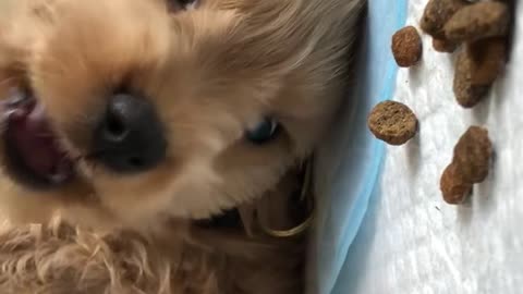 The Cutest Way to Eat Kibble