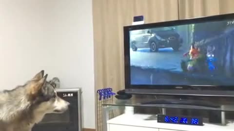 Dog's Reaction When Watching TV