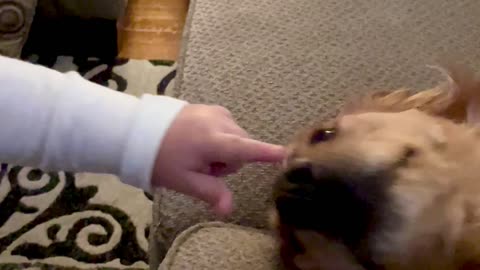 Golden Retriever and Grandson Show Each Other Love