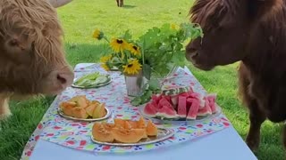 Highland Cows Chow Down on Picnic Buffet