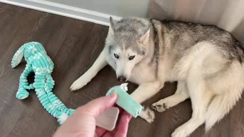 Stubborn husky is jealous over new baby