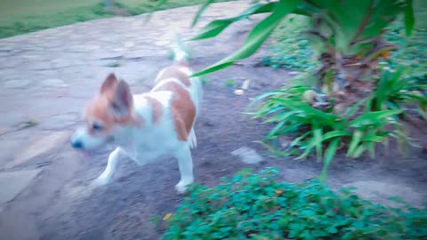 How Dog Reacts When Seeing Stranger 30 - Running, Barking?