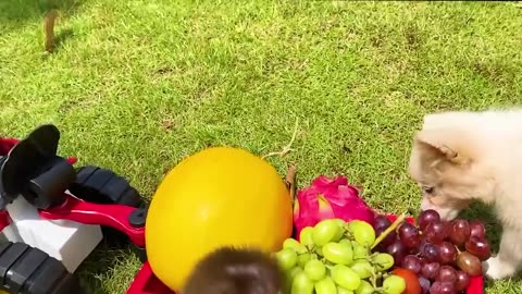 Monkey Baby Bon Bon harvest fruit in the garden and eat with puppy and duckling at the pool