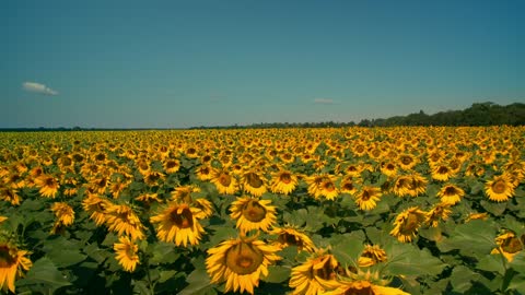 Gigantic field of sunflowers on a sunny day