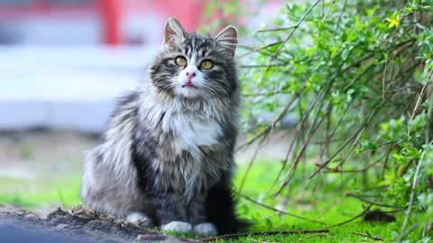 There is a lovely cat in the flower tree